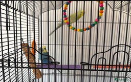 Budgerigars birds for sale: 2 male budgies - Image 2