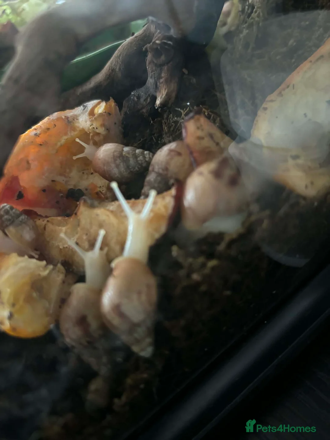 Snails invertebrates for sale: Baby african snails - Advert 1