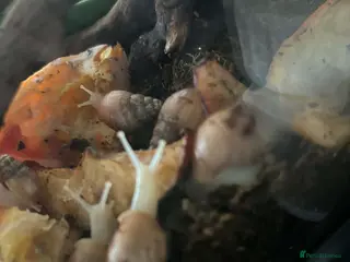 Snails invertebrates Baby african snails - Advert 6