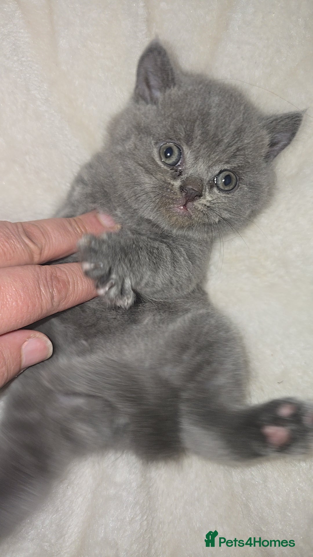 British Shorthair cats for sale: First Litter British Shorthair Pedigree Breed Blue - Image 18