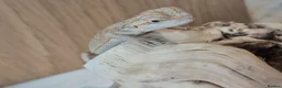 Bearded Dragon reptiles for sale: BabyBearded DragonsHighContrastHypoMorphsHet Zero) - Advert 9