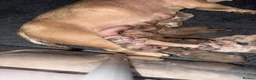 American Bully dogs for sale: Pocket bully puppies  - Advert 35