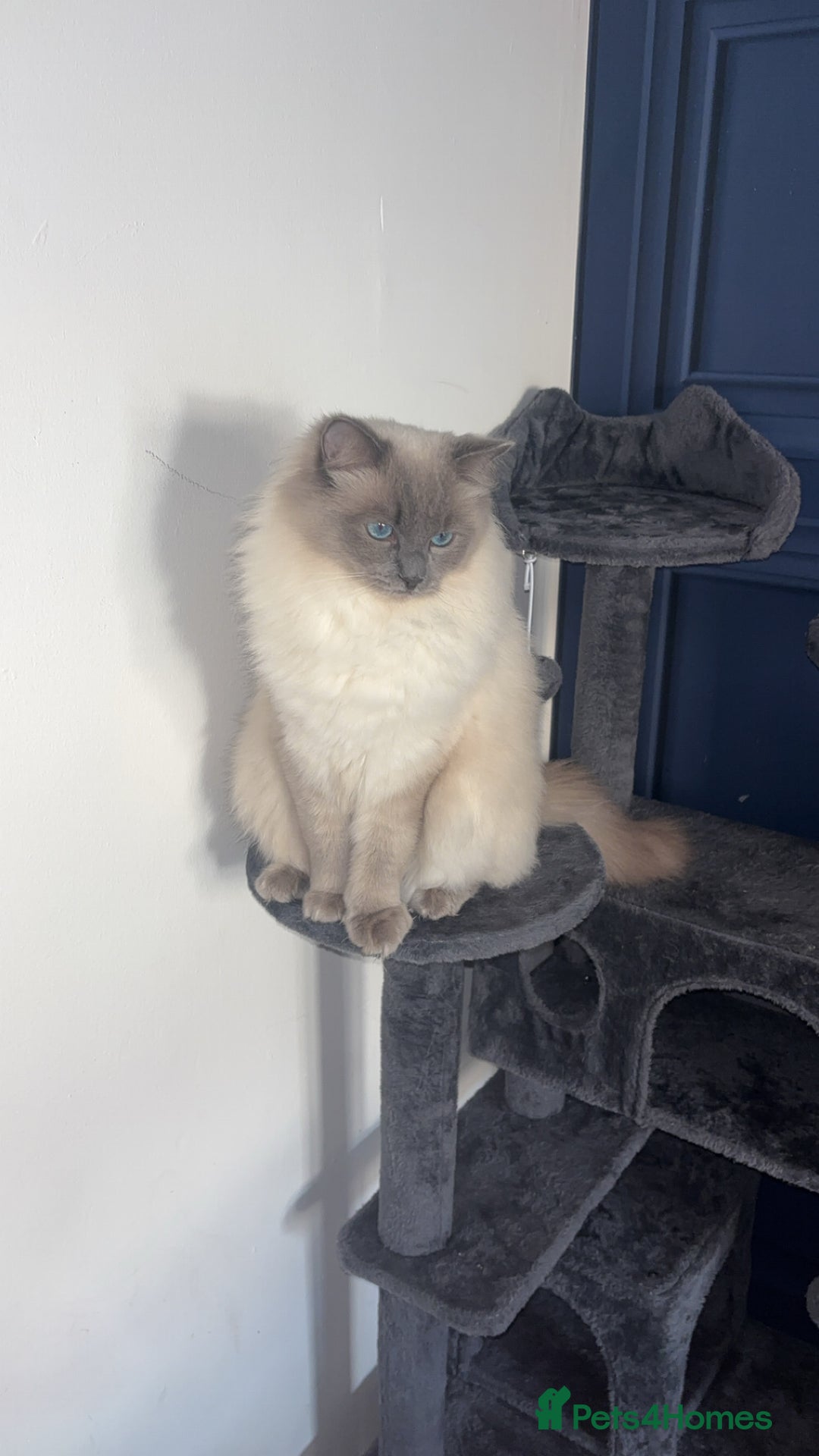 Ragdoll cats for stud: Koda- - Image 1