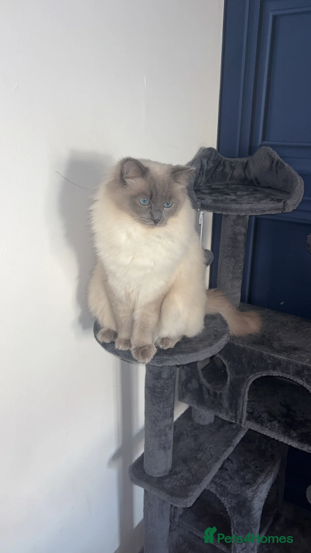 Ragdoll cats for stud: Koda- - Advert 1