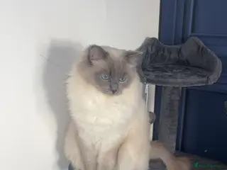 Ragdoll cats Koda- - Advert 8