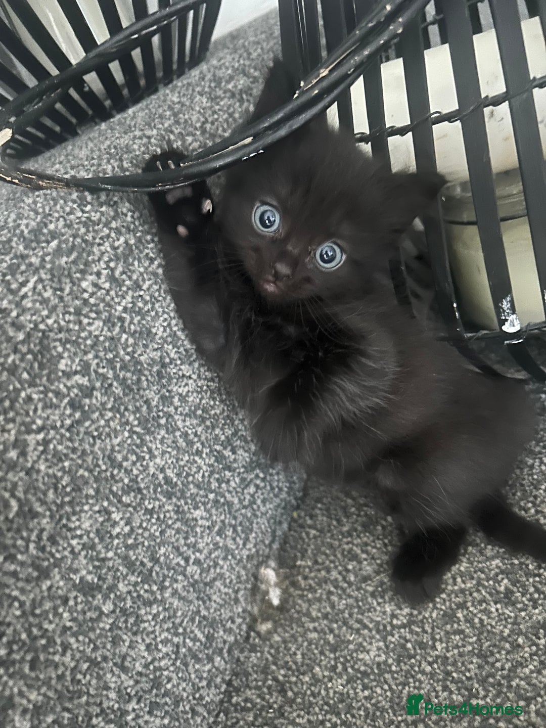 Ragdoll cats for sale: Ragdoll kittens  - Image 1