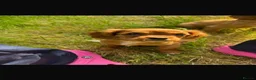 Cavalier King Charles Spaniel dogs for sale: 4 stunning King Charles cavalier puppy’s  - Advert 8