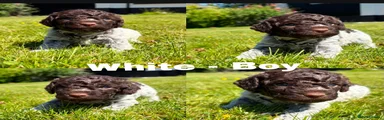 Lagotto Romagnolo 1