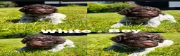 Lagotto Romagnolo dogs for sale: Lagotto Romagnolo puppies - Advert 9