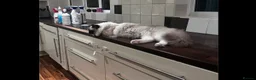Ragdoll cats for sale: Blue Linx bi colour Ragdoll boy  - Advert 14