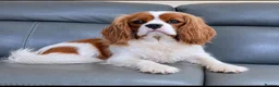 Cavalier King Charles Spaniel dogs for sale: 6 Ruby KC reg cavalier puppies  - Advert 10