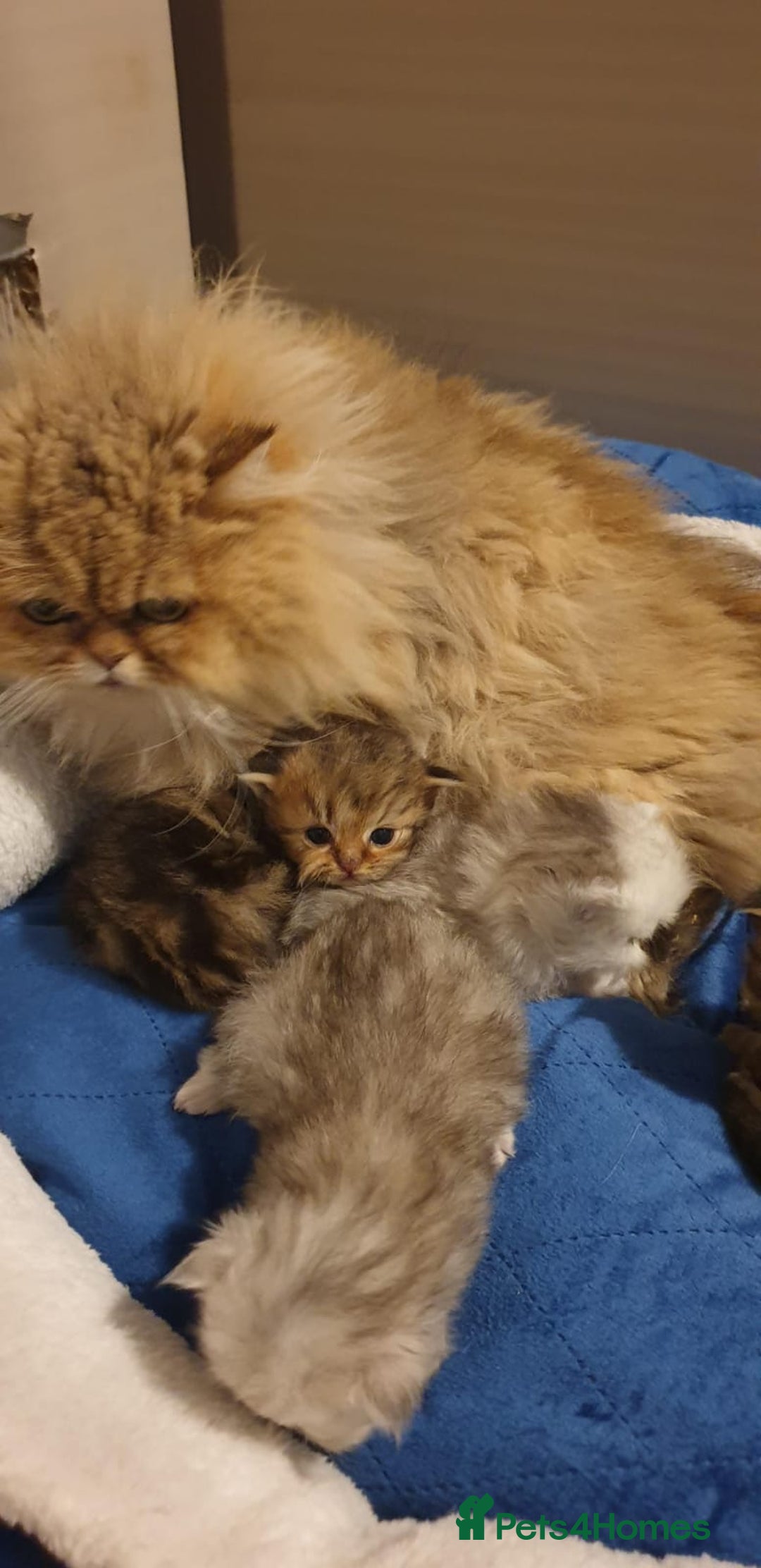 Persian cats for sale: 💖Beautiful Pedigree Chinchilla Persian Kittens. - Advert 22