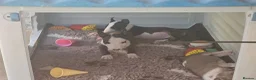 English Bull Terrier dogs for sale: English bullterrier pups for sale - Advert 3