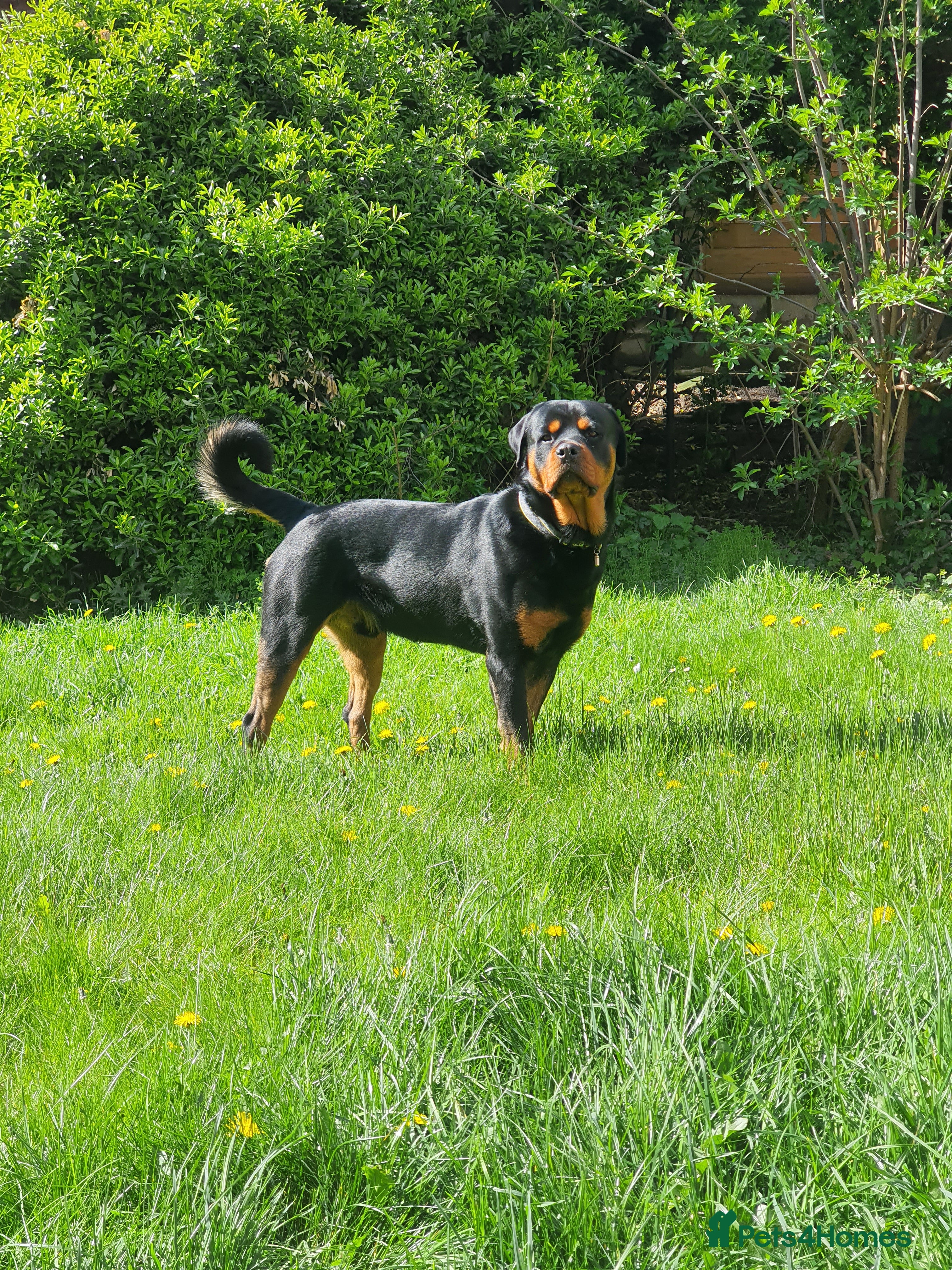 Rottweiler dogs Beautiful 4yr old Rottweiler in need of new home - Advert 4