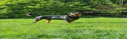 Rottweiler dogs for sale: Beautiful 4yr old Rottweiler in need of new home - Advert 1