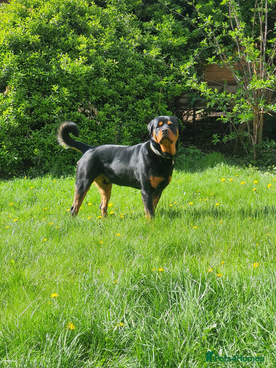 Rottweiler dogs for sale: Beautiful 4yr old Rottweiler in need of new home - Advert 1