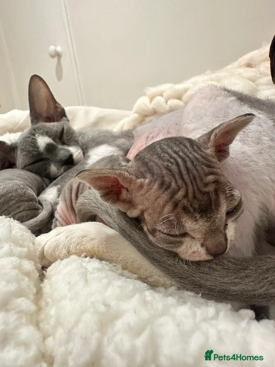 Sphynx cats for sale: Beautiful sphynx kittens from a mum and dad home - Advert 13