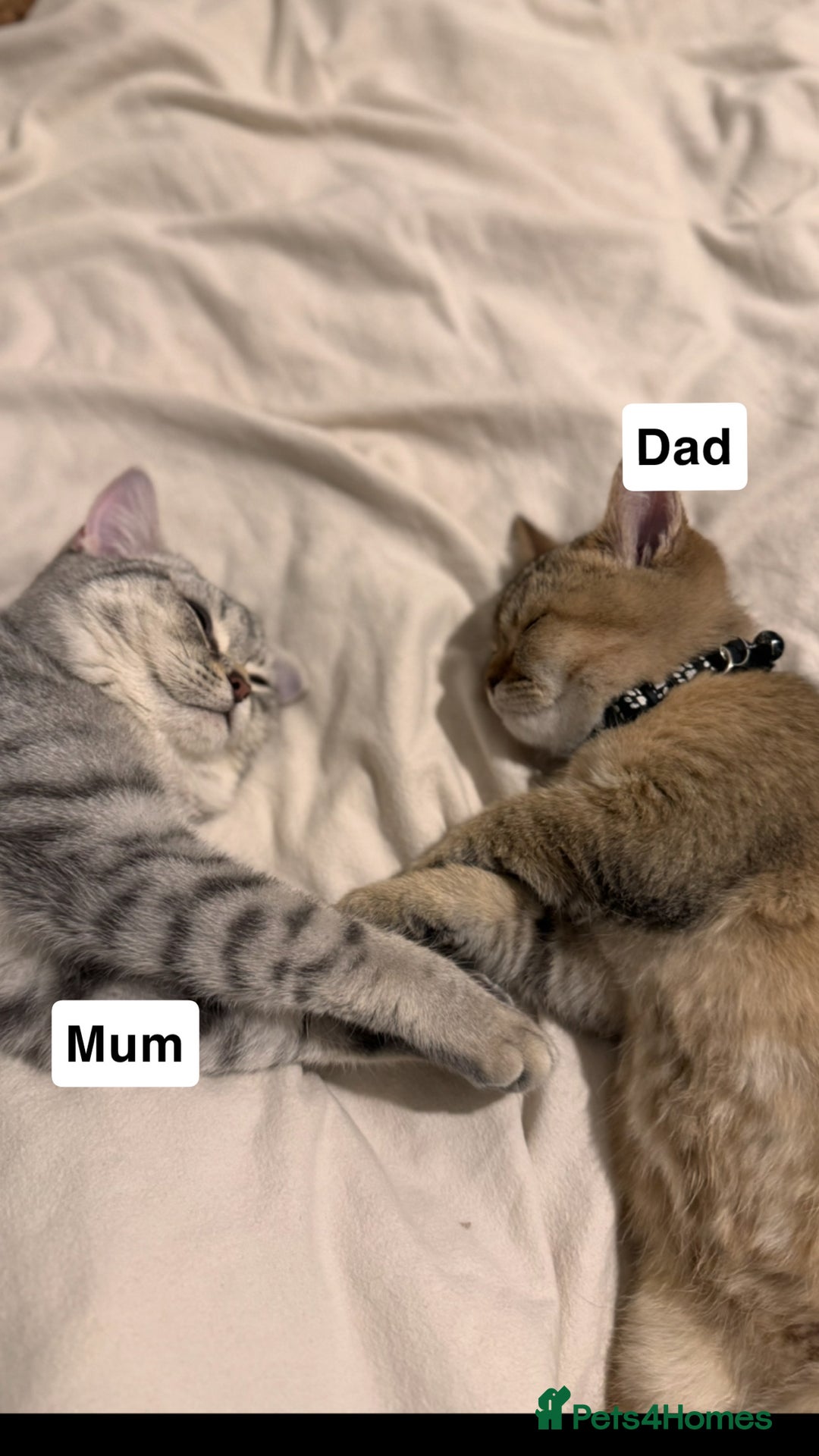 British Shorthair cats for sale: ✨British Shorthair Kittens ✨ - Image 12