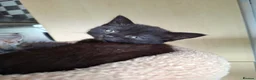 Mixed Breed cats for sale: 2 black kittens ready for their new home - Advert 2