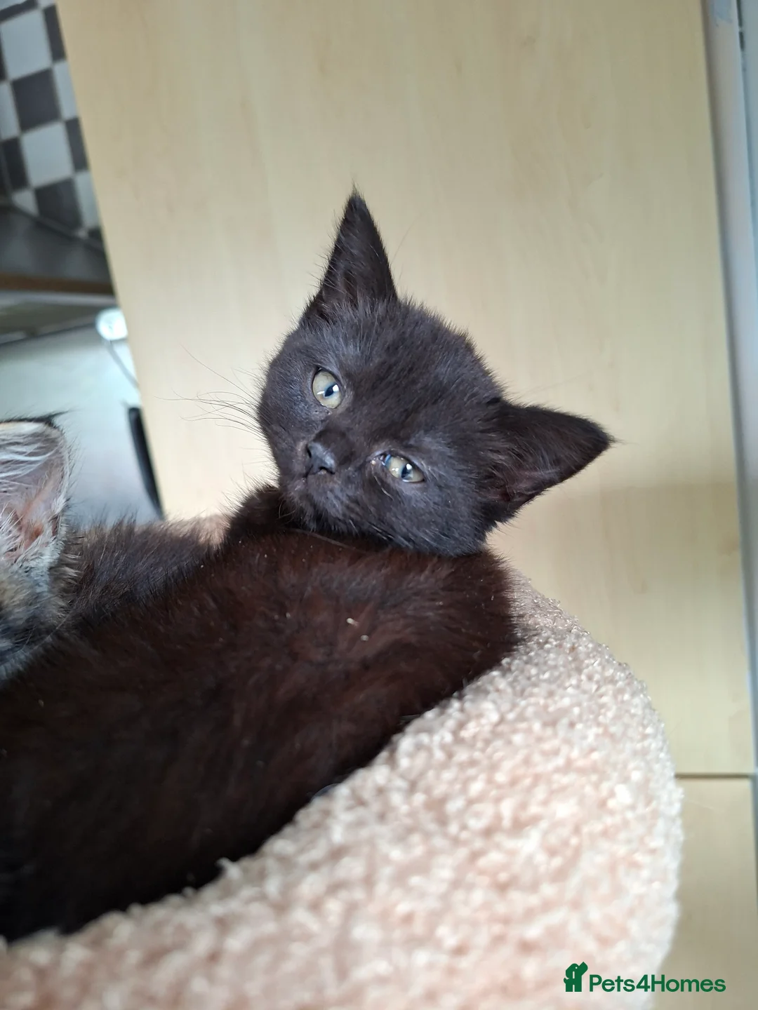 Mixed Breed cats for sale: 2 black kittens ready for their new home - Advert 2