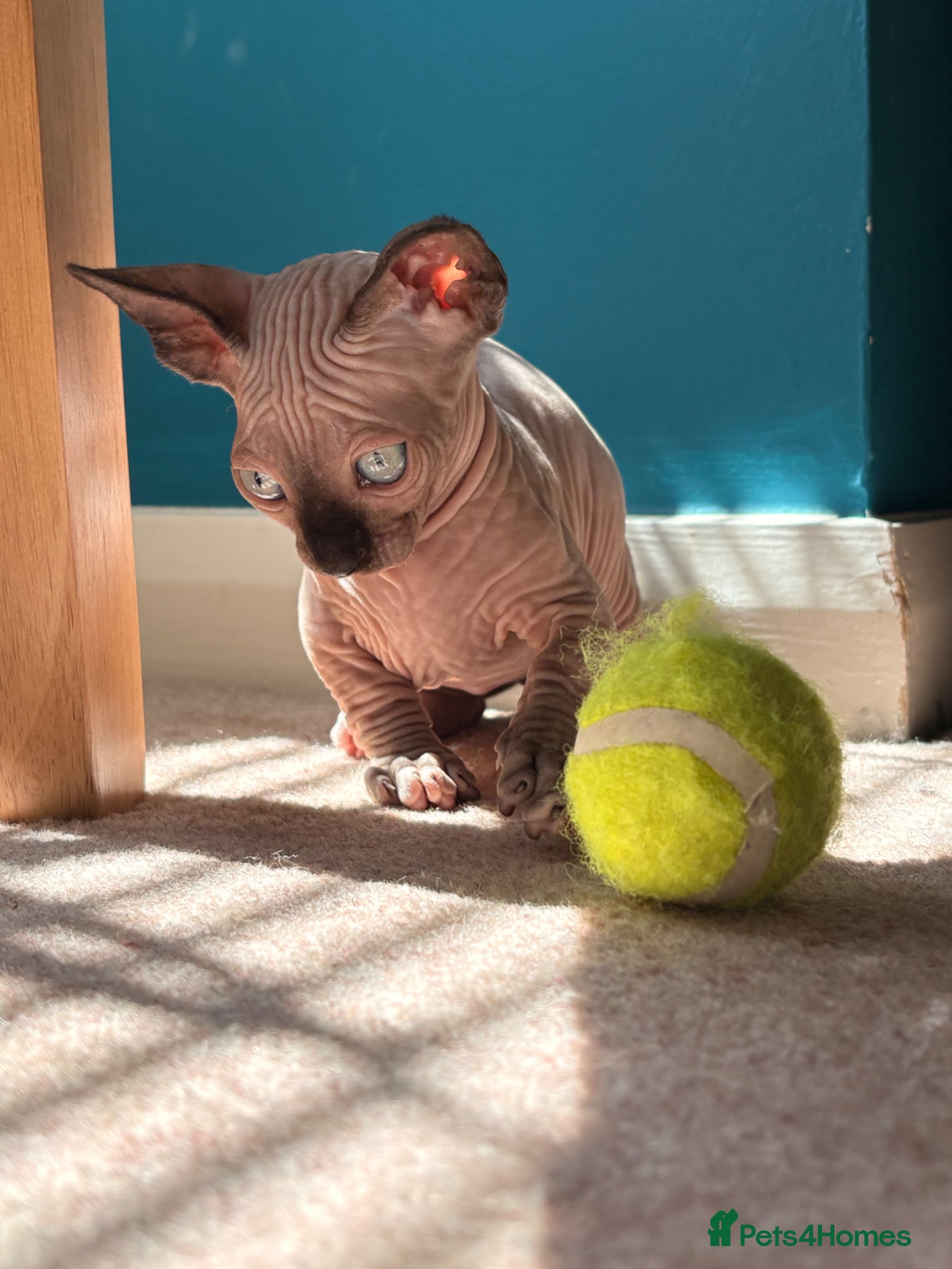 Sphynx cats Sphynx bambino kittens available 🐈‍⬛🐈 - Advert 2