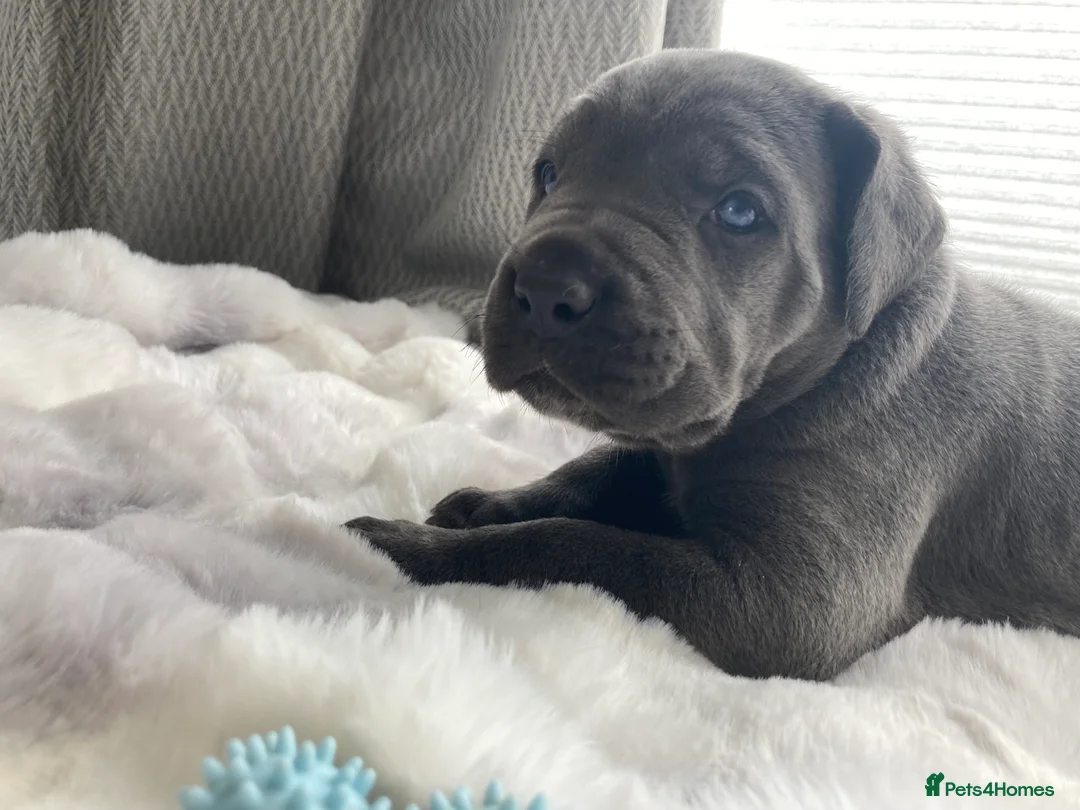 Cane Corso dogs for sale: Outstanding Cane Corsos | Champion Lines in Sheffield - Advert 2