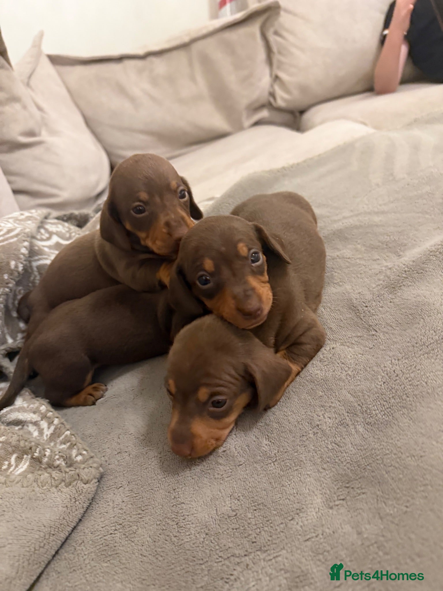 Miniature Dachshund dogs Miniature Dachshund puppy’s  - Advert 12