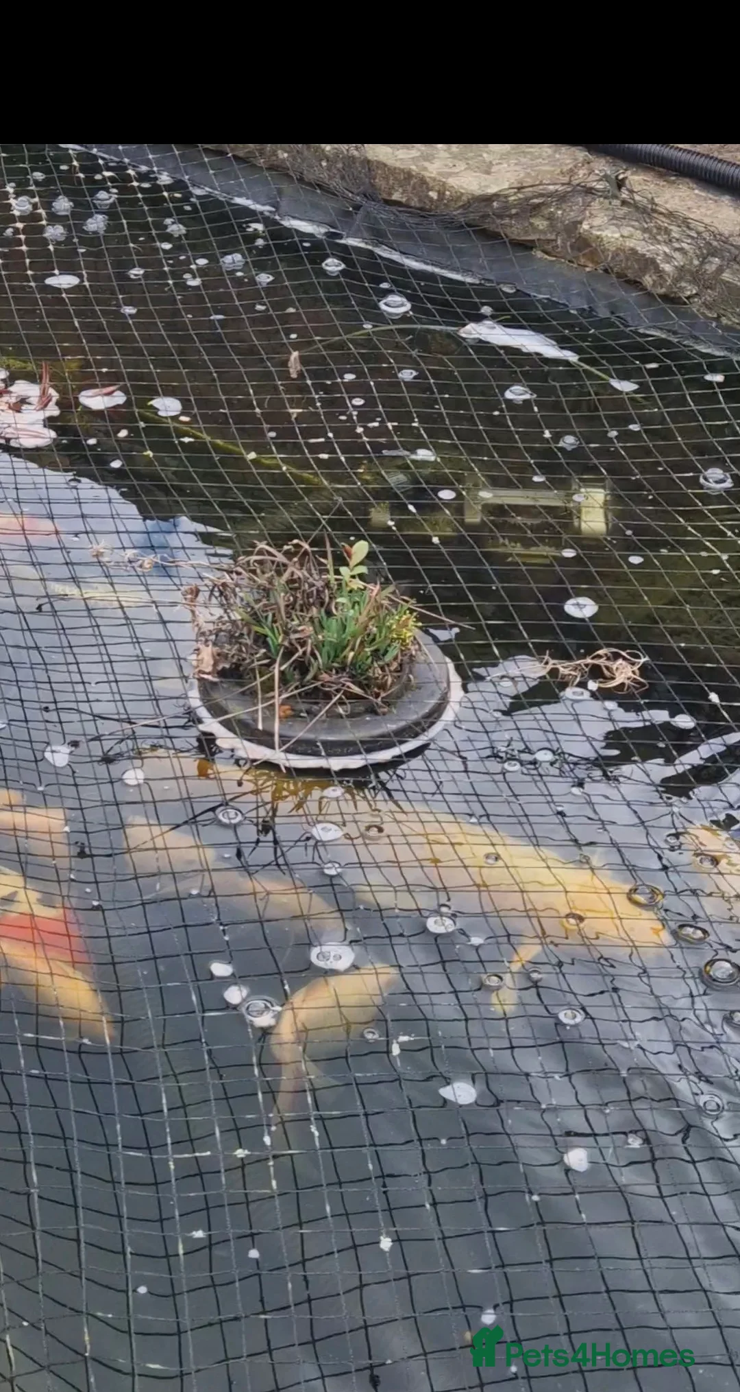 Koi Carp fish for sale: 19 koi carp in Chesterfield - Advert 2