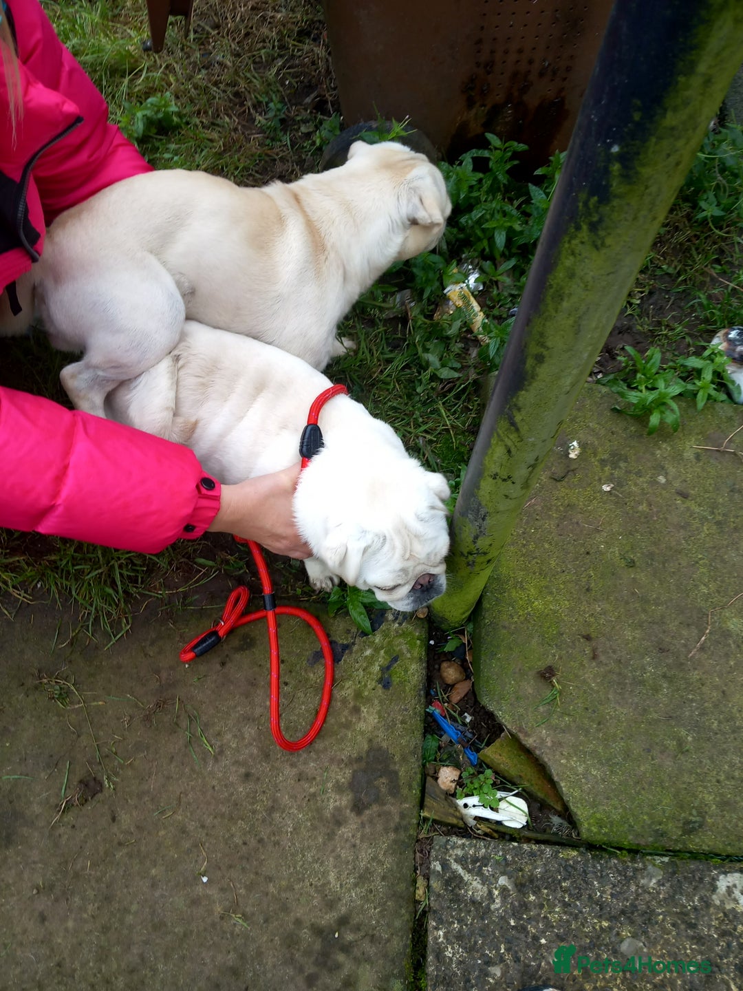 Pug dogs for stud: White pug for stud  - Image 2