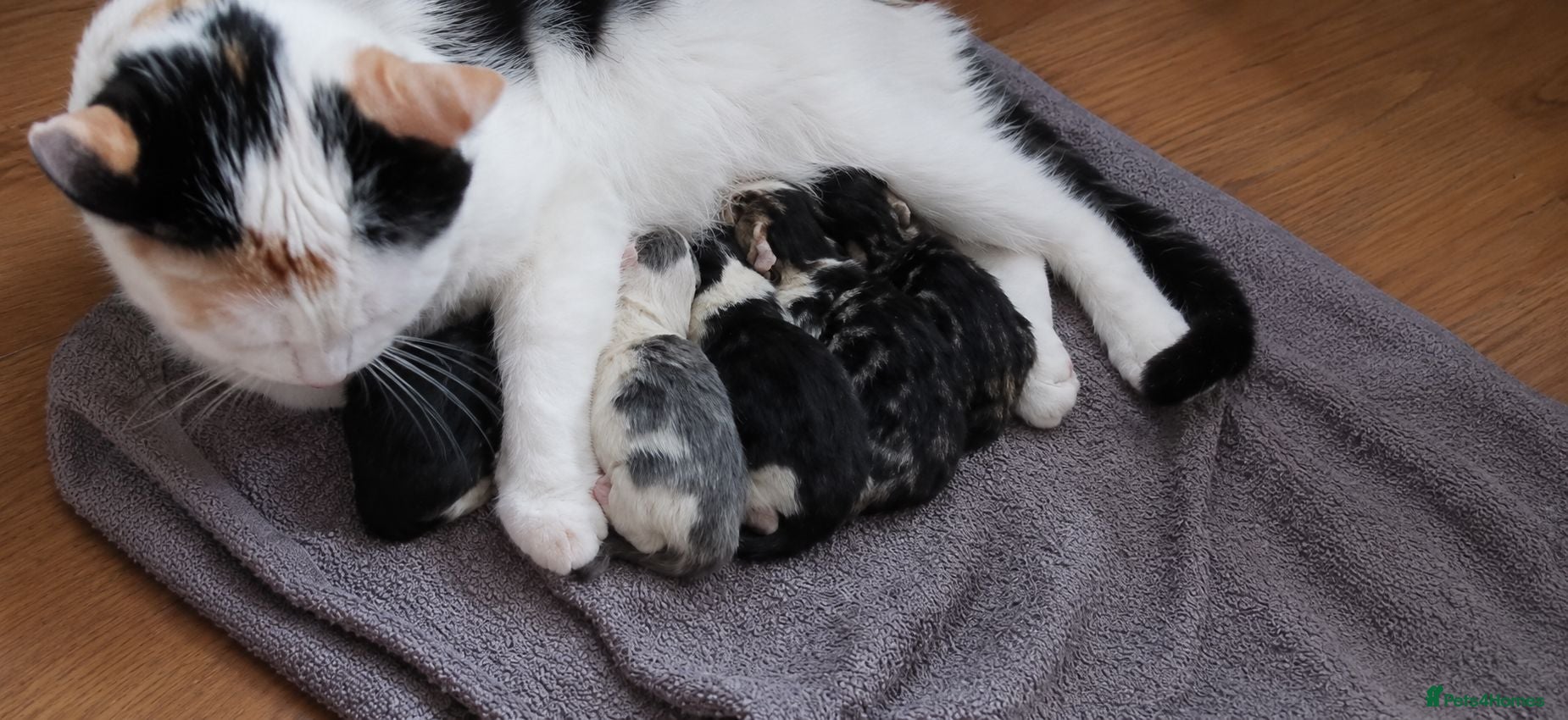 Mixed Breed cats Kittens looking for forever homes  - Advert 5