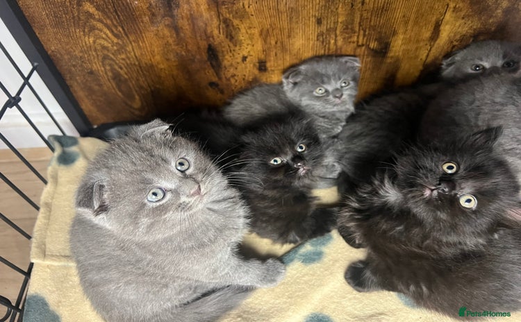 Scottish Fold cats - Advert 5