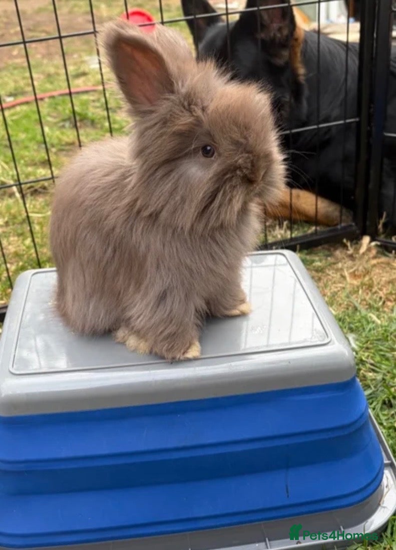 Angora rabbits Male Bunny looking for his forever home🩵 - Advert 1