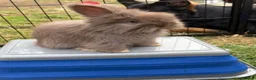 Angora rabbits for sale: Male Bunny looking for his forever home🩵 - Advert 1