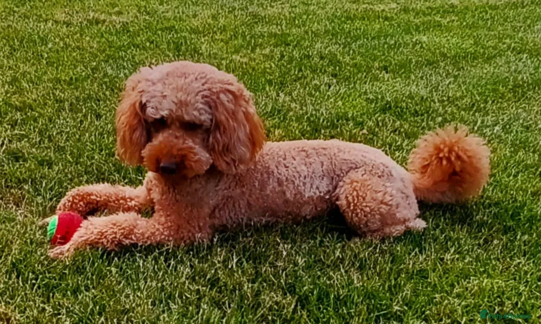 Miniature Poodle dogs for stud: ROMEO DNA health tested KC Miniature Red Poodle in Thetford - Advert 3
