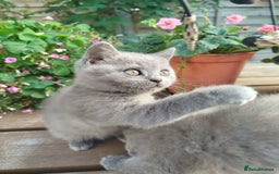 British Shorthair cats for sale: Beautiful kittens  - Image 10