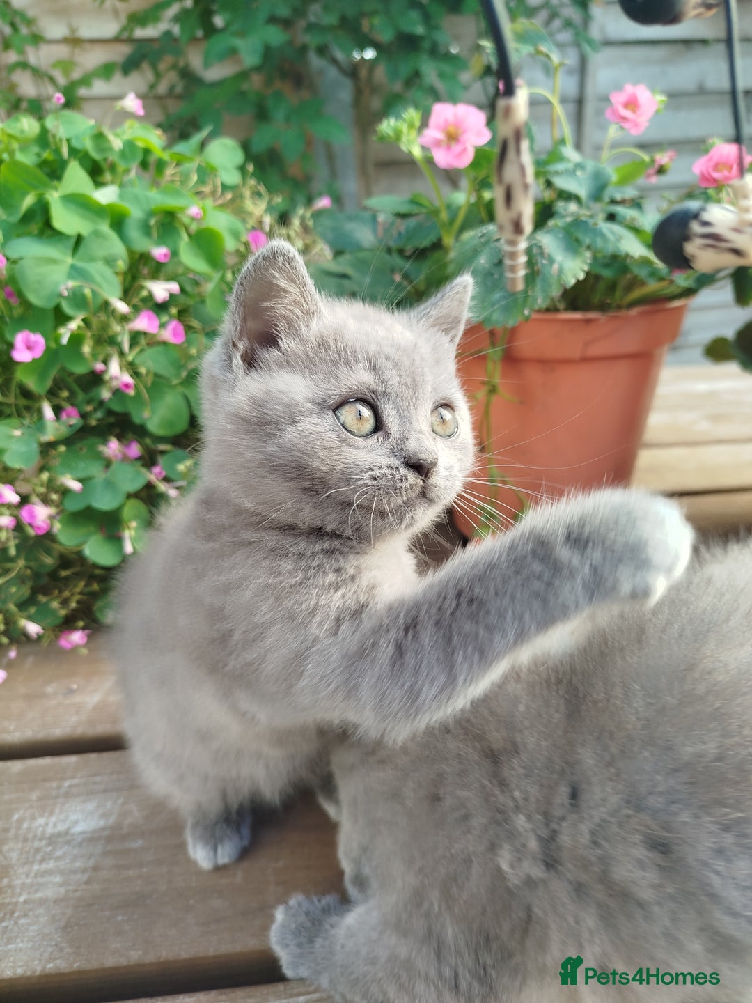 British Shorthair cats for sale: Beautiful kittens  - Image 10