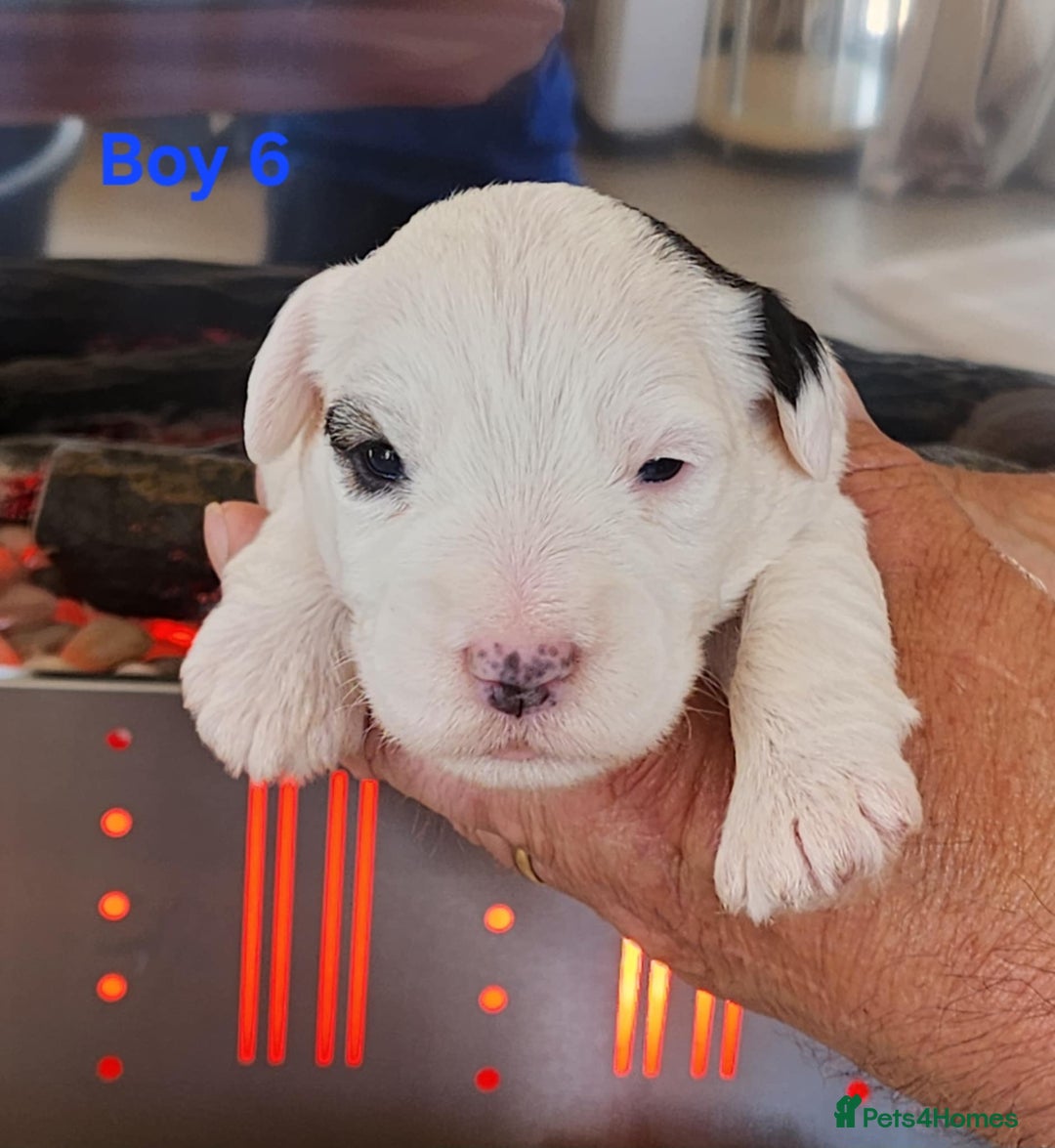 Sealyham Terrier dogs for sale: Sealyham terrier puppy’s  - Image 8