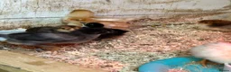 Chickens poultry for sale: Chicks, Pekin Bantams, Serama, Olive Eggers - Advert 3