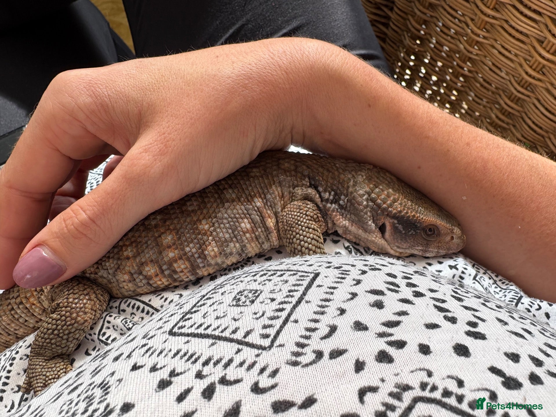 Monitor reptiles Bosc monitors  - Advert 1