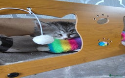 British Shorthair cats for sale: Norwegian forest cat x - Image 5