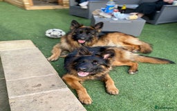 German Shepherd dogs for sale: 2 Chunky GSD boys looking for forever home  - Image 14