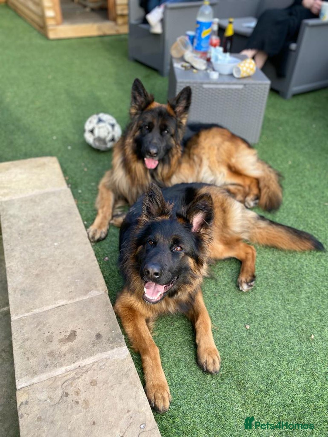 German Shepherd dogs for sale: 2 Chunky GSD boys looking for forever home  - Image 14
