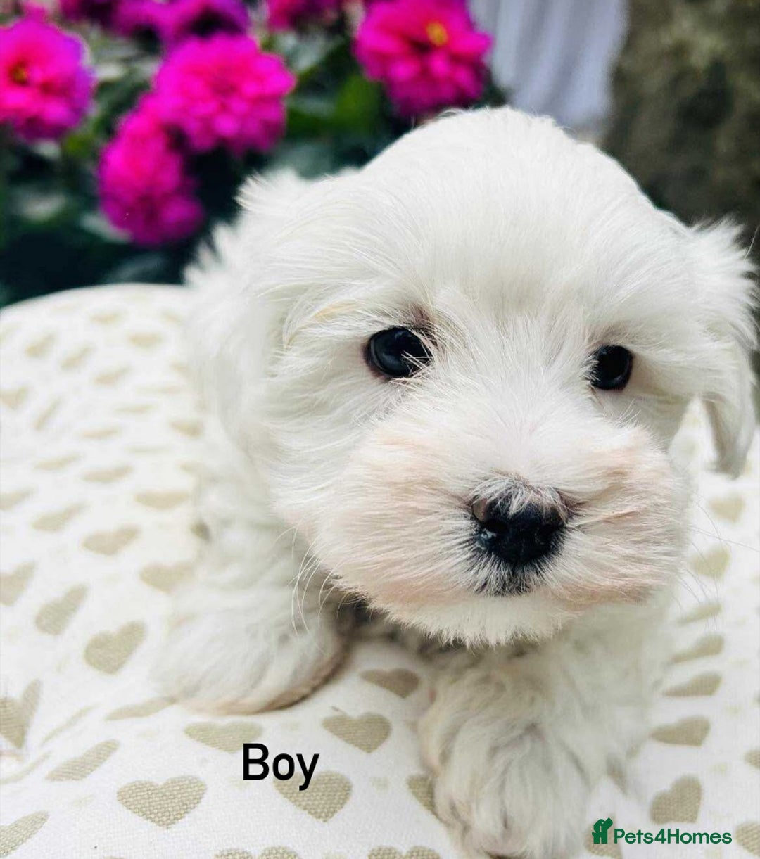 Maltipoo dogs for sale: F1 Maltipoo boy ready now  - Image 2