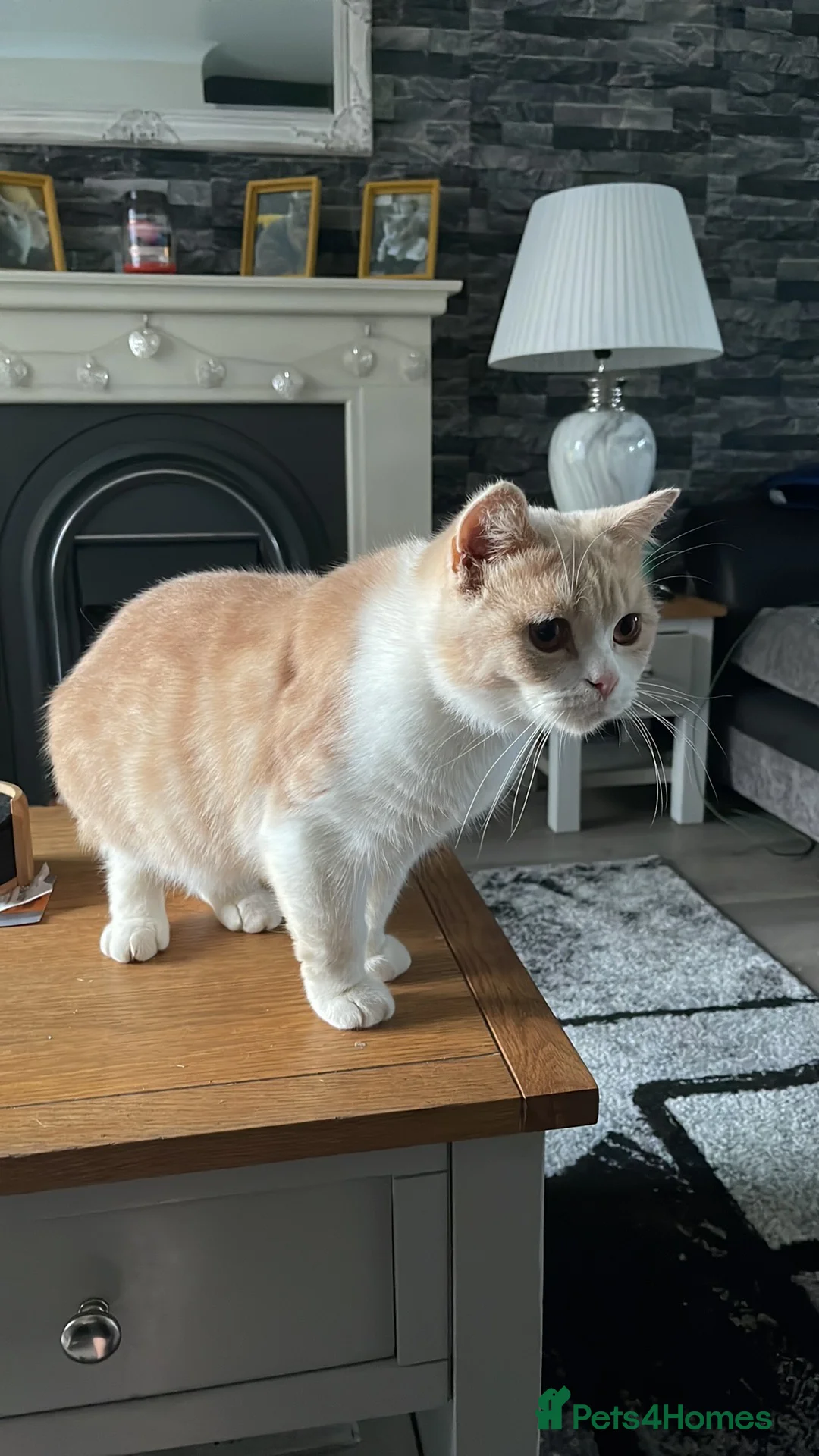 British Shorthair cats for sale: Cream bicolour British short haired  in Wirral - Advert 4