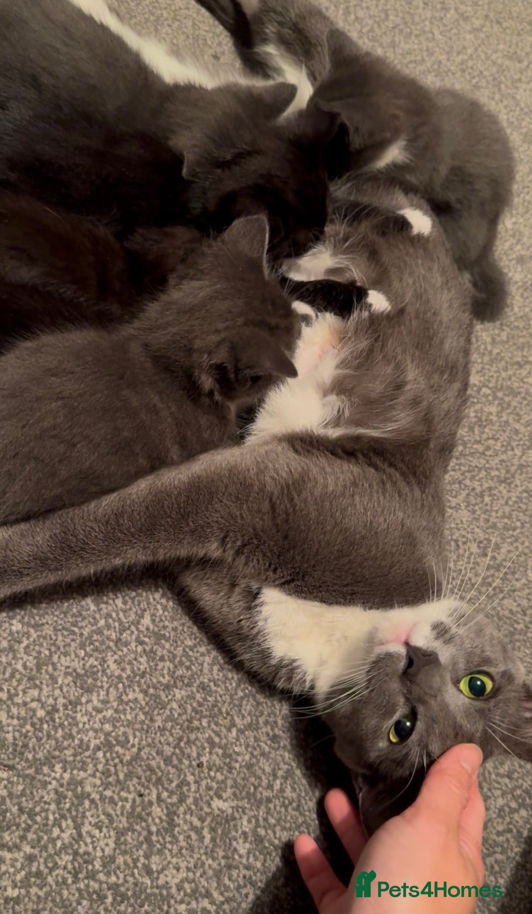 Mixed Breed cats for sale: Beautiful Russian Blue Mix Kittens - Image 8