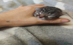Mixed Breed cats for sale: 4 beautiful kittens - Image 9