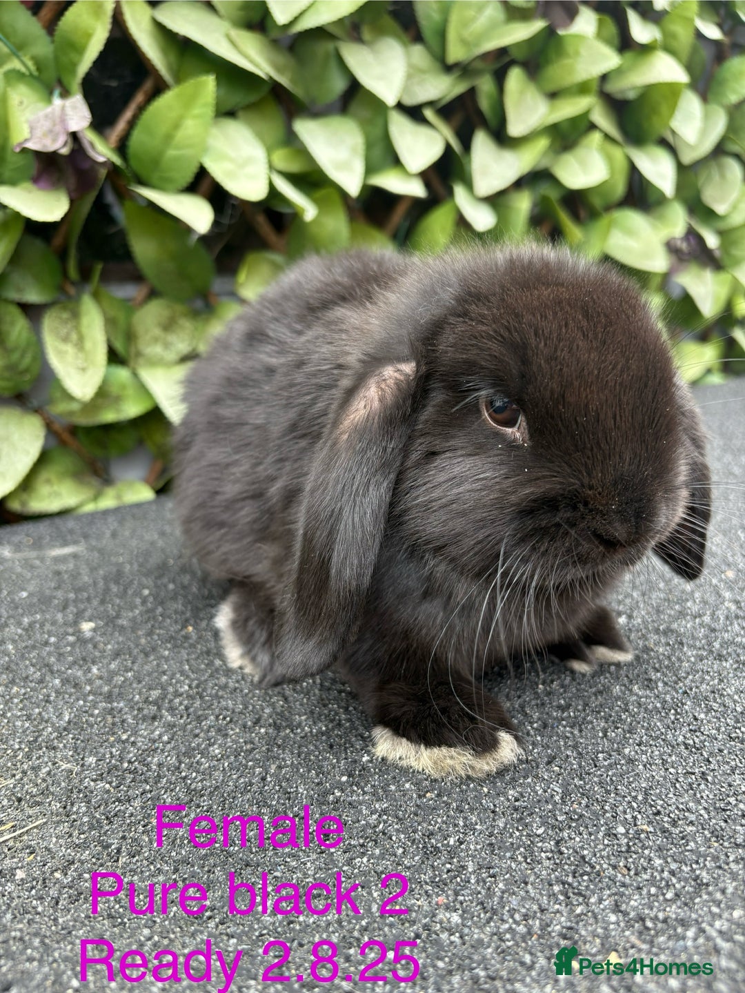 Mini Lop rabbits for sale: Beautiful baby mini lop rabbits - Image 7