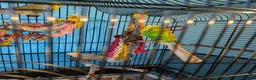 Budgerigars birds for sale: 🏡 Loving Home Needed for 3 Budgies 🐦🐦🐦 in Sheffield - Advert 3