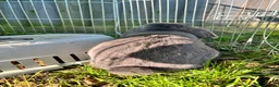 Mini Lop rabbits for sale: Mini lop for rehoming  - Advert 4