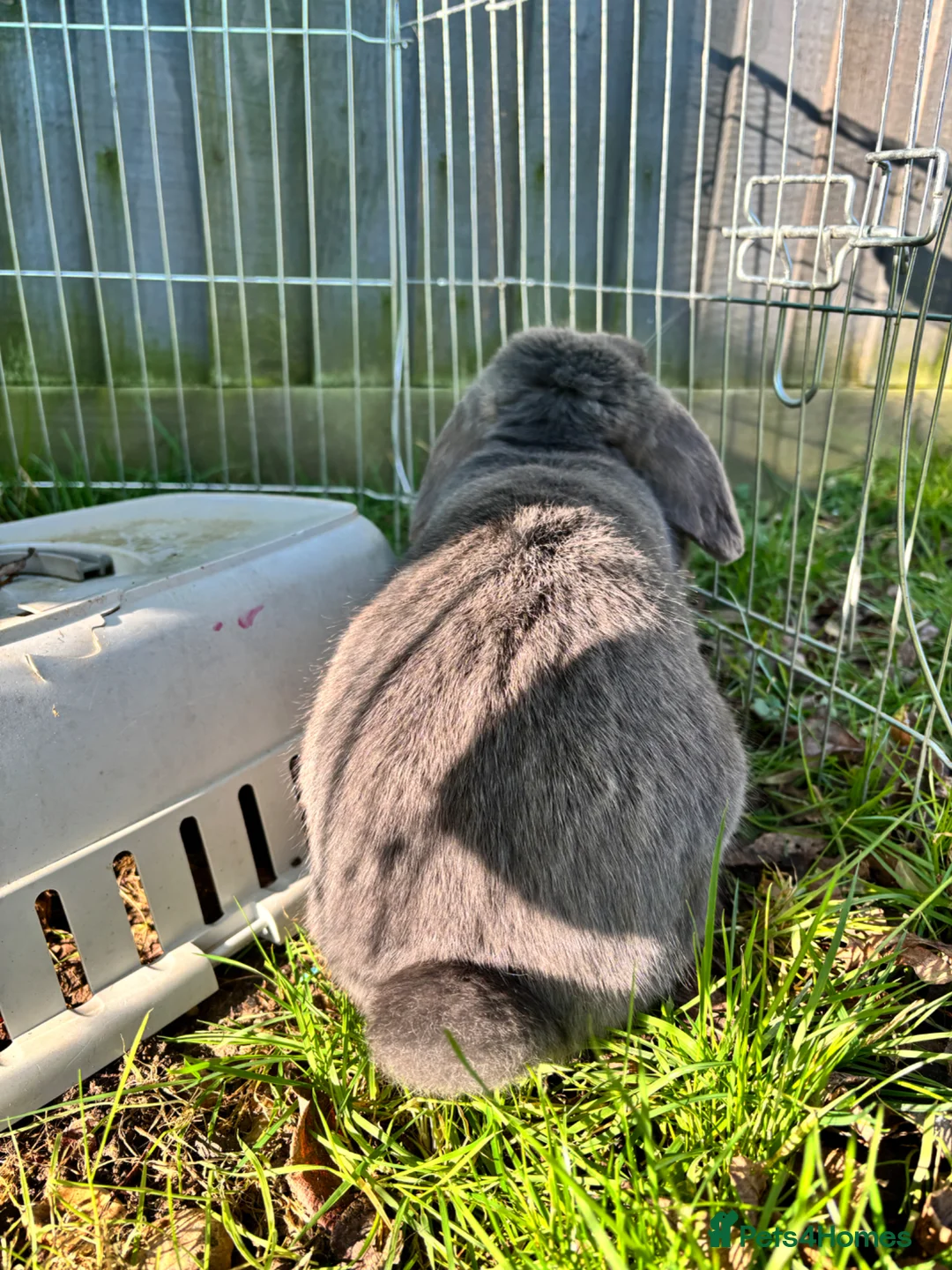 Mini Lop rabbits for sale: Mini lop for rehoming  - Advert 4